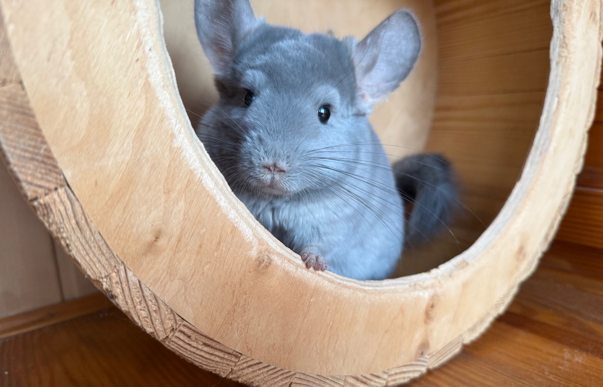 Фіолетова Шиншилка Хлопчик