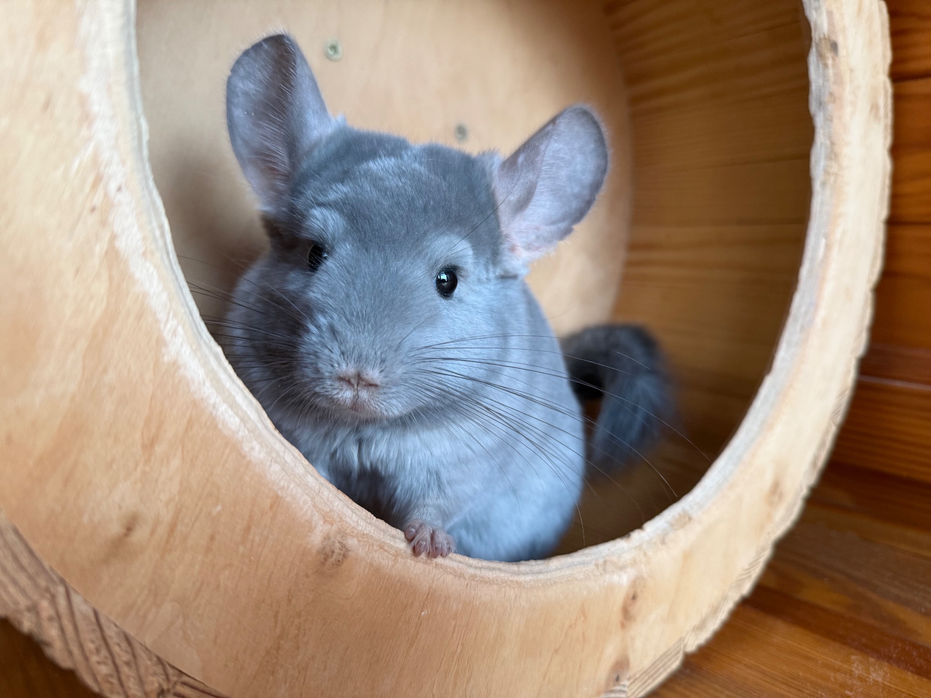 Фіолетова Шиншилка Хлопчик