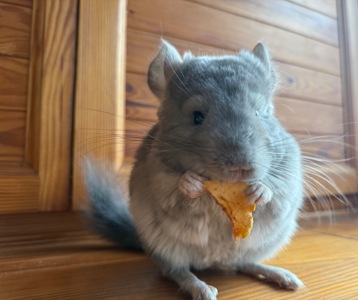 Фіолетова Шиншилка Хлопчик