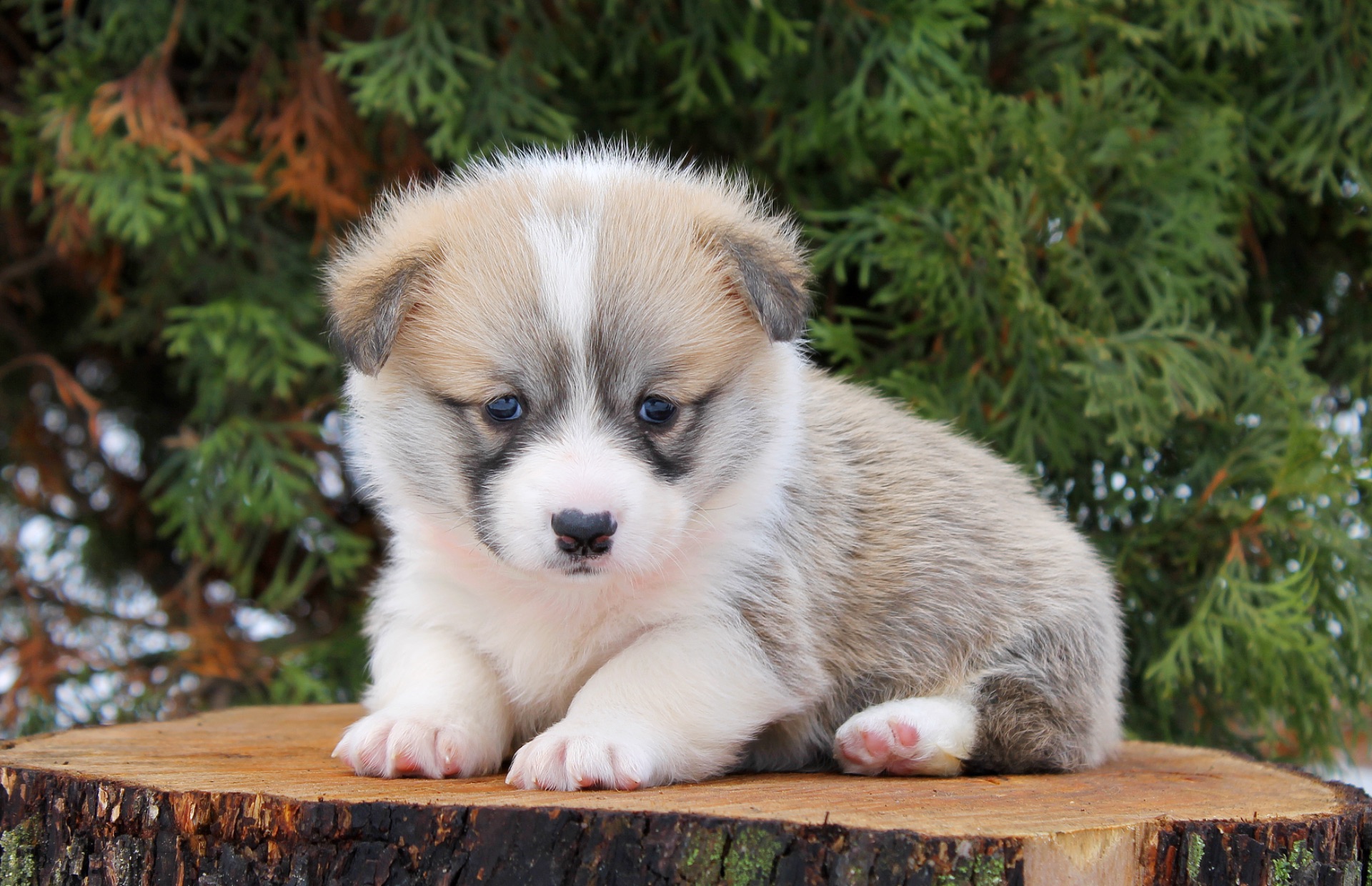 Прекрасні цуценята вельш коргі пемброк