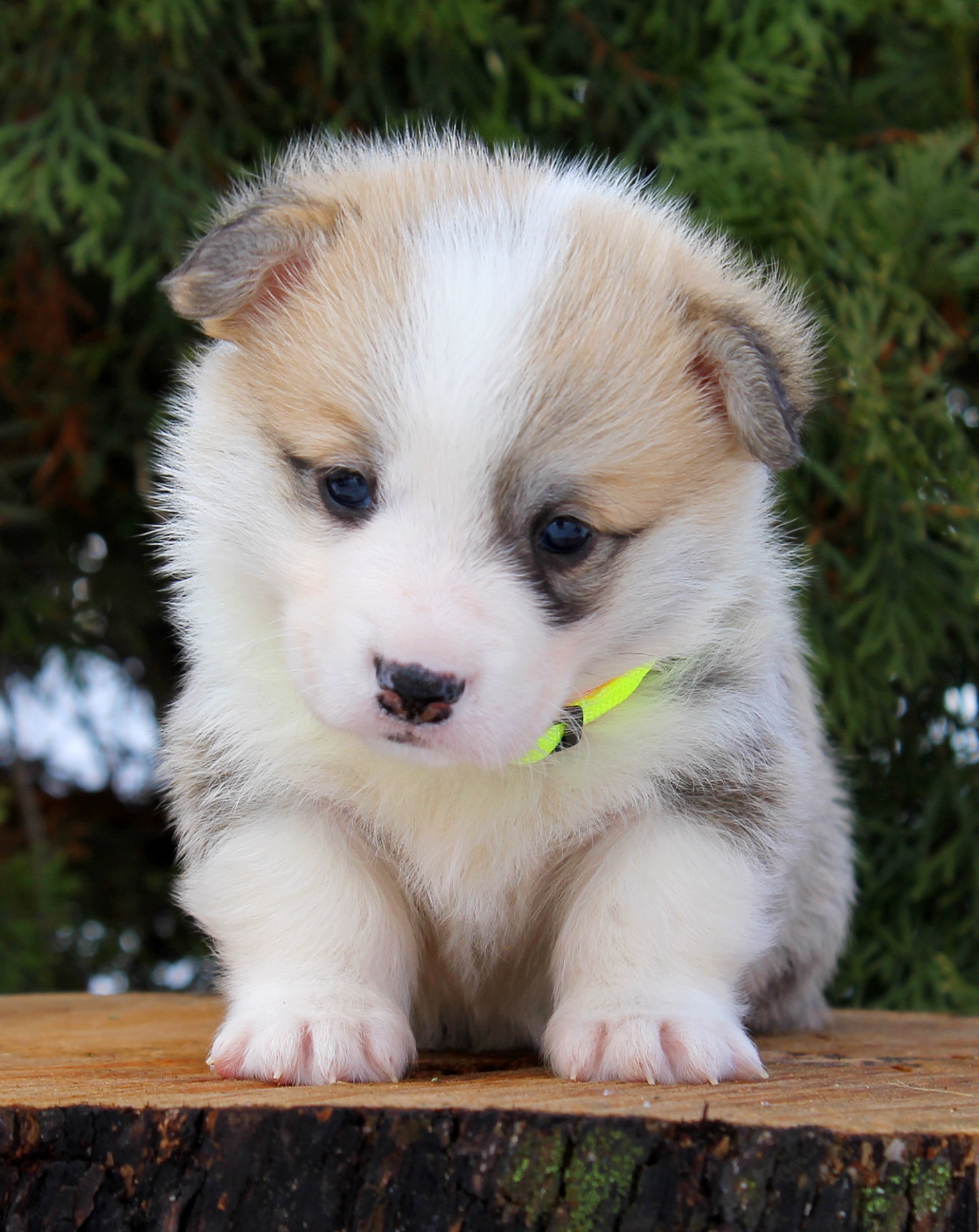 Прекрасні цуценята вельш коргі пемброк