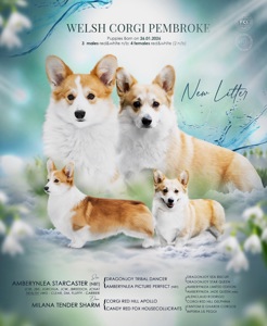 Прекрасні цуценята вельш коргі пемброк