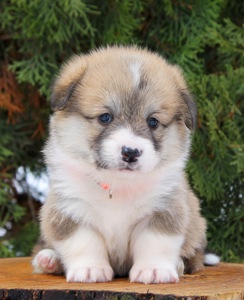 Прекрасні цуценята вельш коргі пемброк