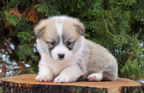 Прекрасні цуценята вельш коргі пемброк