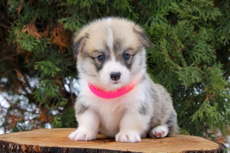 Прекрасні цуценята вельш коргі пемброк