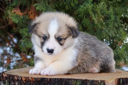 Прекрасні цуценята вельш коргі пемброк