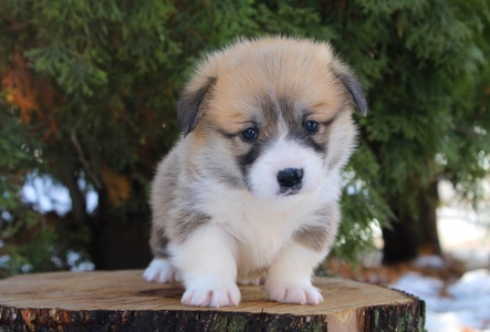 Прекрасні цуценята вельш коргі пемброк