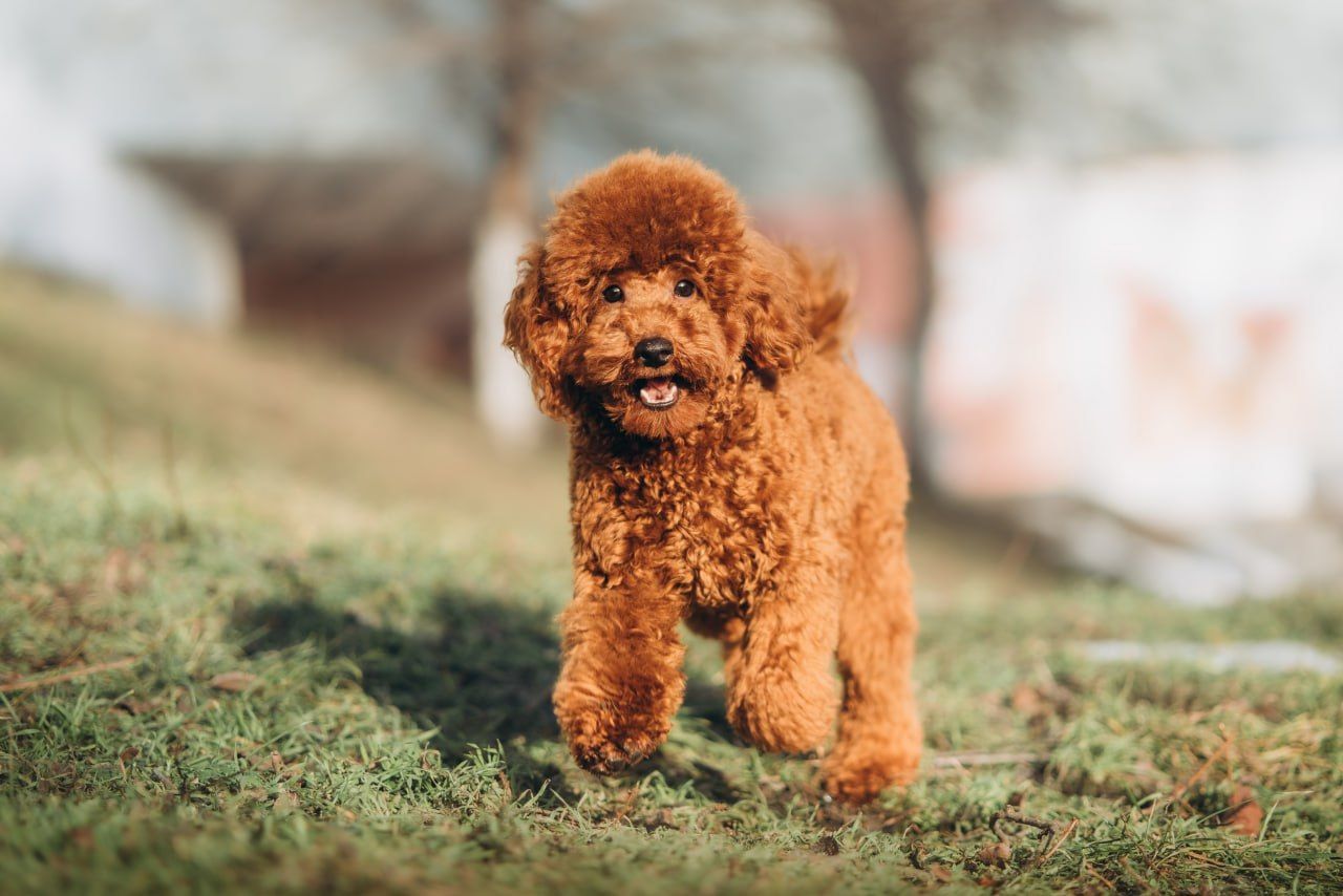 Пудель той хлопчик документи КСУ