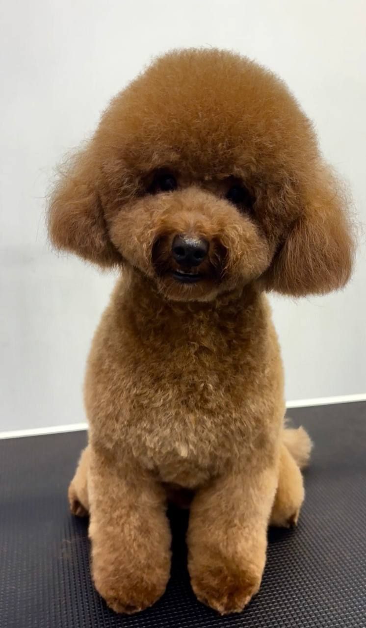 Хлопчик той пудель 2 роки