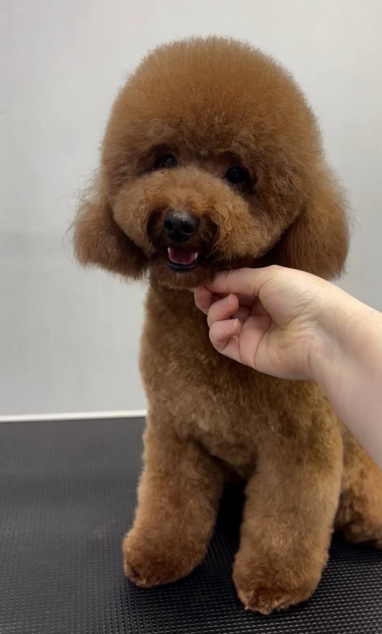 Хлопчик той пудель 2 роки