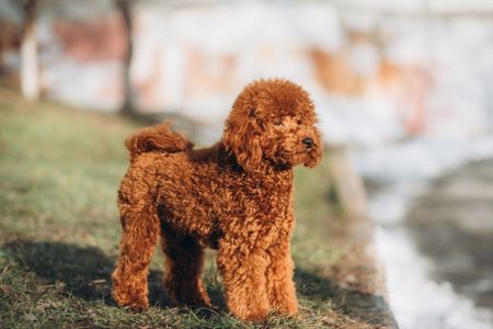 Пудель той хлопчик документи КСУ