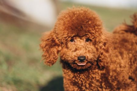 Пудель той хлопчик документи КСУ