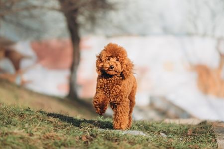 Пудель той хлопчик документи КСУ