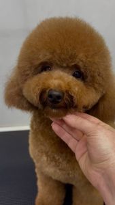 Хлопчик той пудель 2 роки