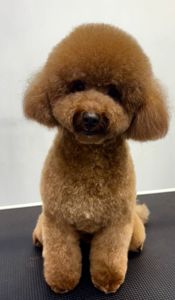 Хлопчик той пудель 2 роки