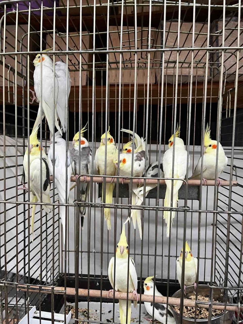 Продаються Корели