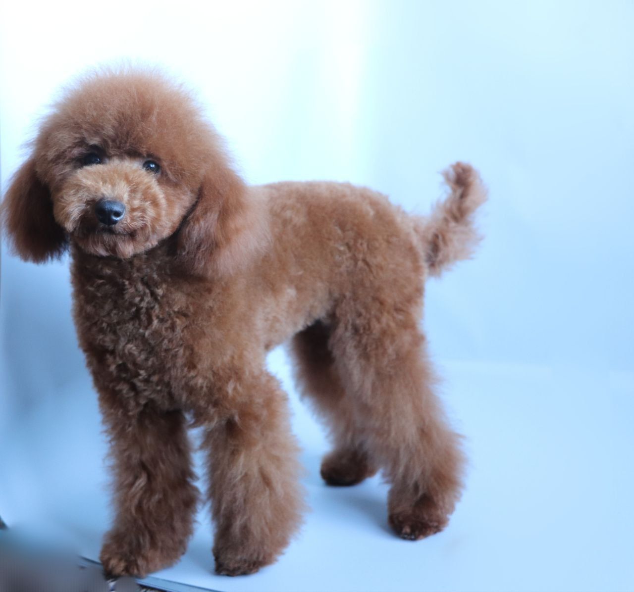 Той пудель дівчинка, red