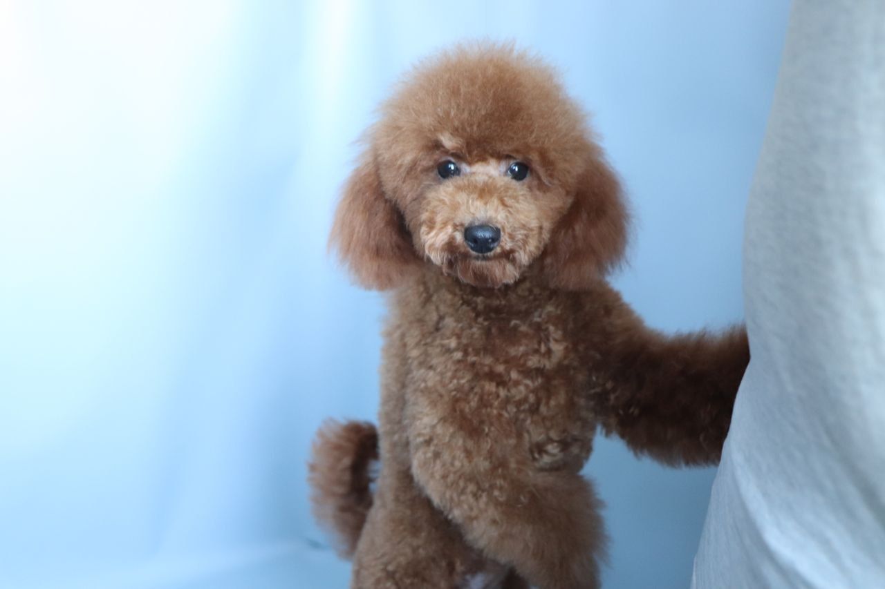 Той пудель дівчинка, red