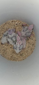 Пірури докорм або бронювання