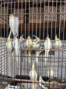 Продаються Корели