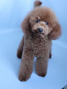 Той пудель дівчинка, red