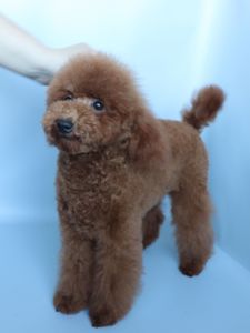 Той пудель дівчинка, red