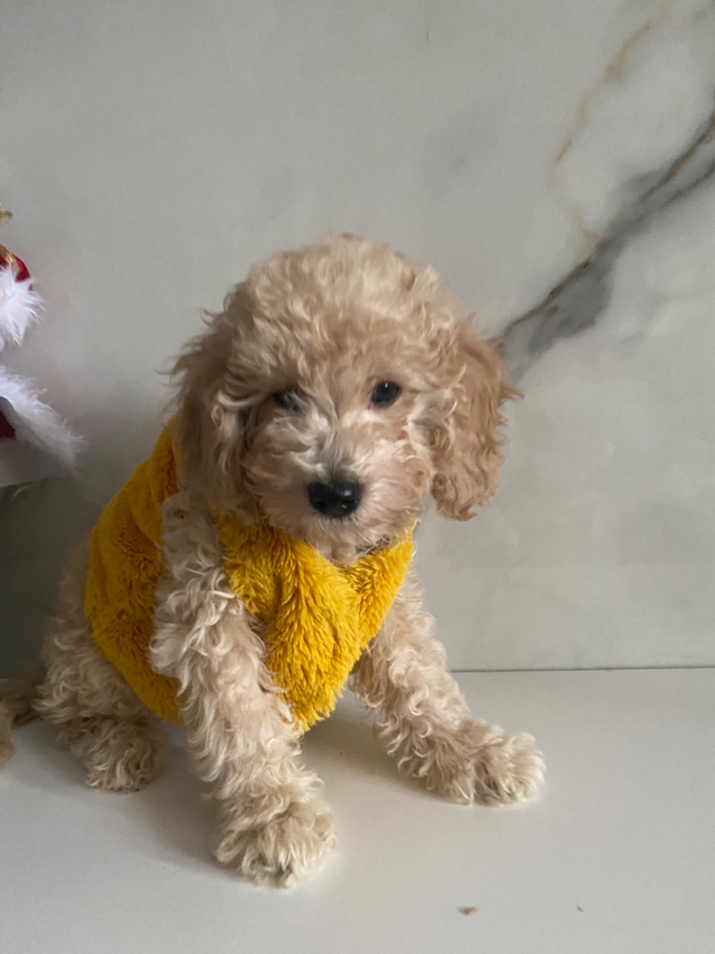 Цуценя той пуделя