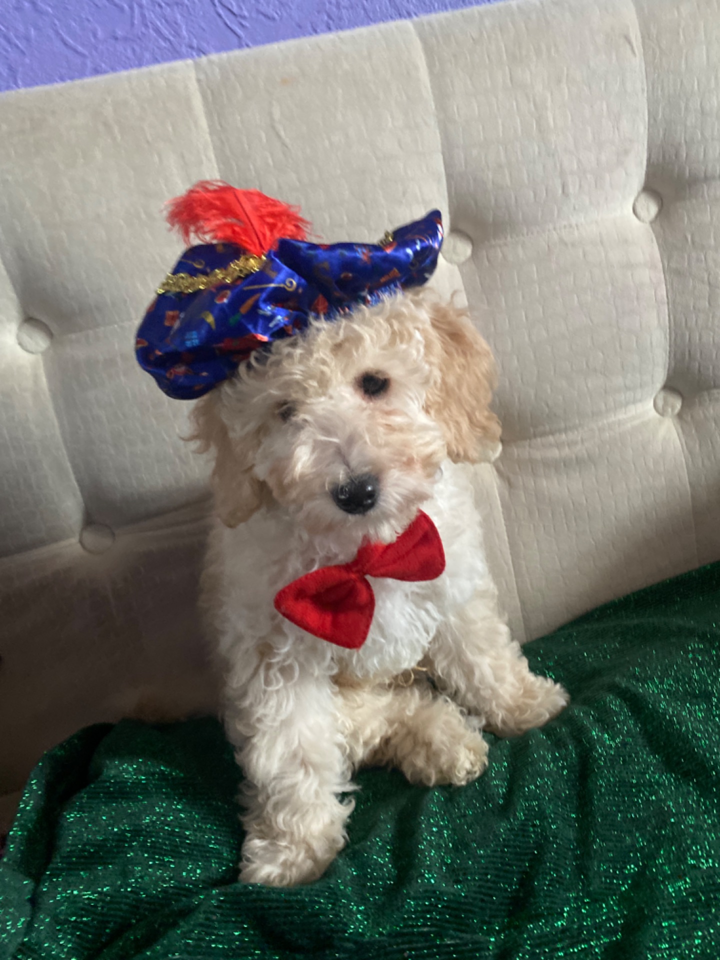 Цуценя той пуделя