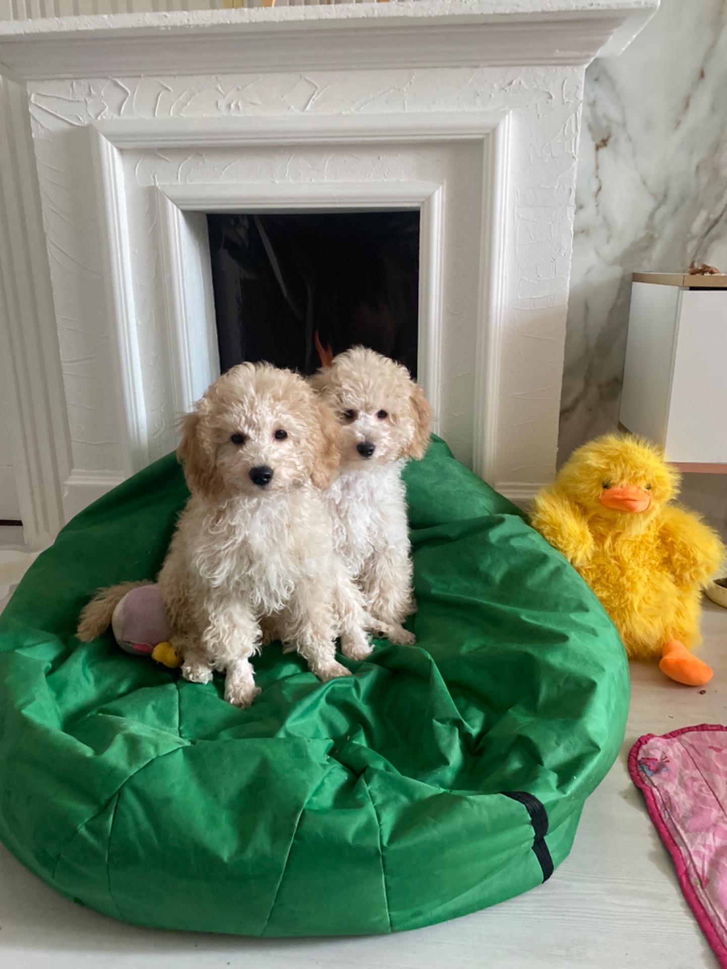 Цуценя той пуделя