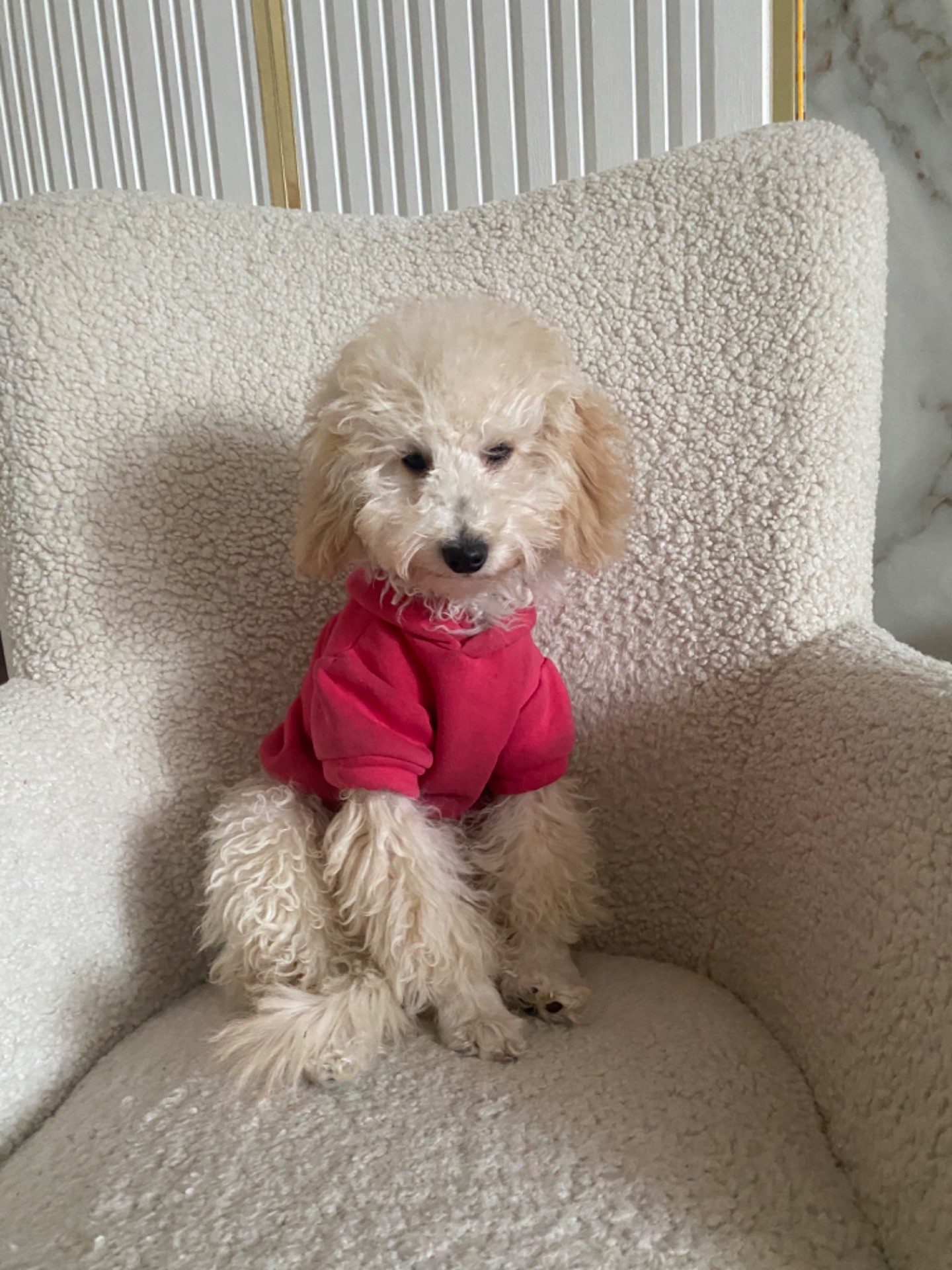 Цуценя той пуделя