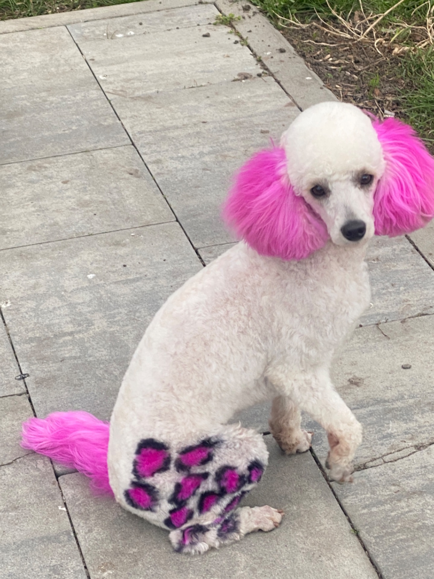 Цуценя той пуделя