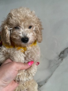 Цуценя той пуделя