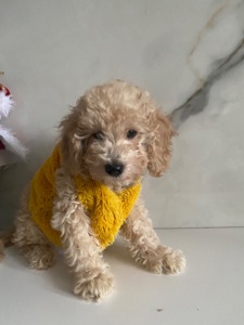 Цуценя той пуделя