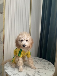 Цуценя той пуделя