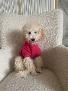 Цуценя той пуделя