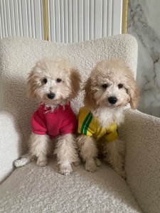 Цуценя той пуделя