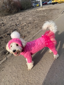 Цуценя той пуделя