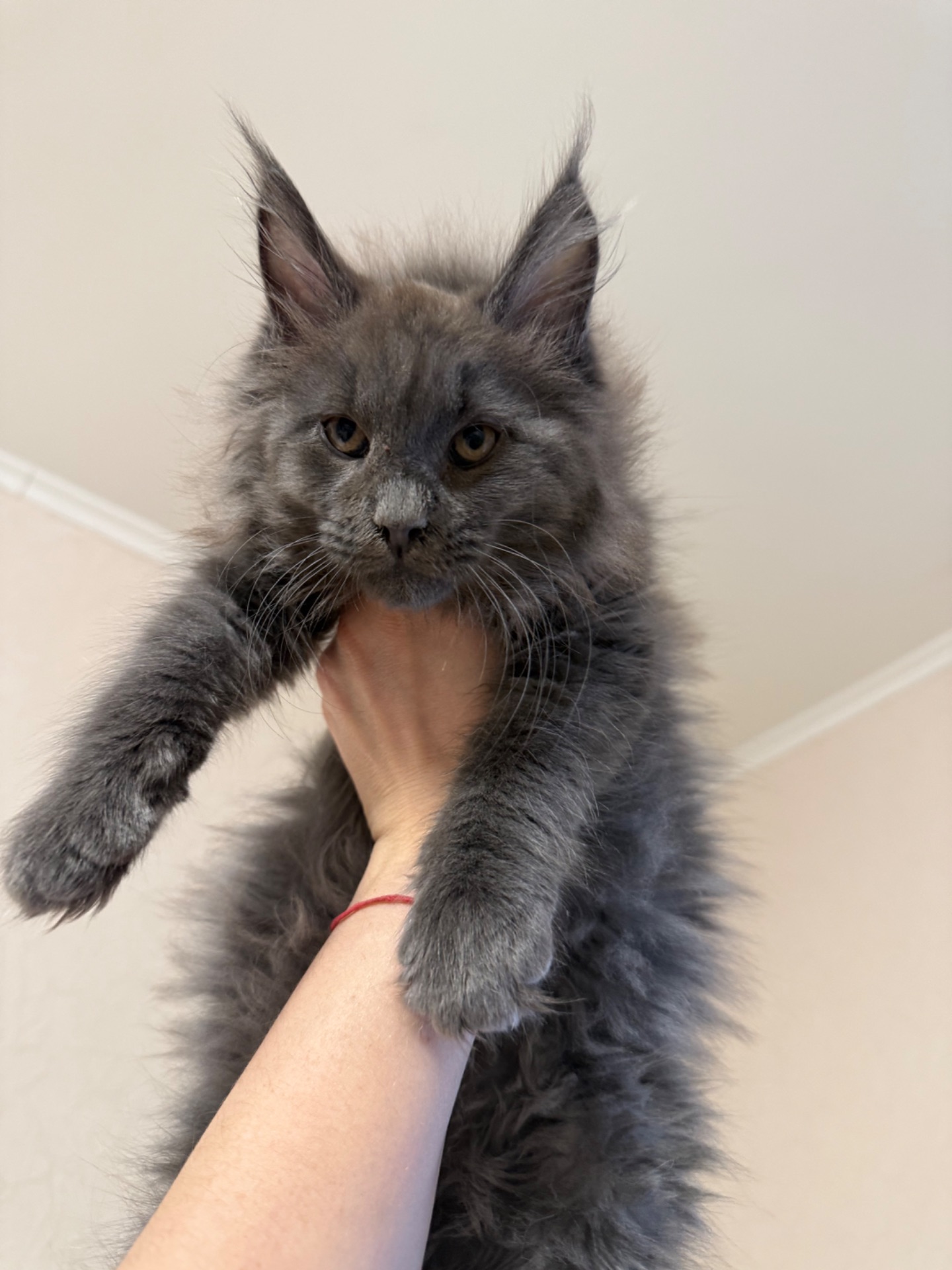 Хлопчик мейн-кун голубий дим