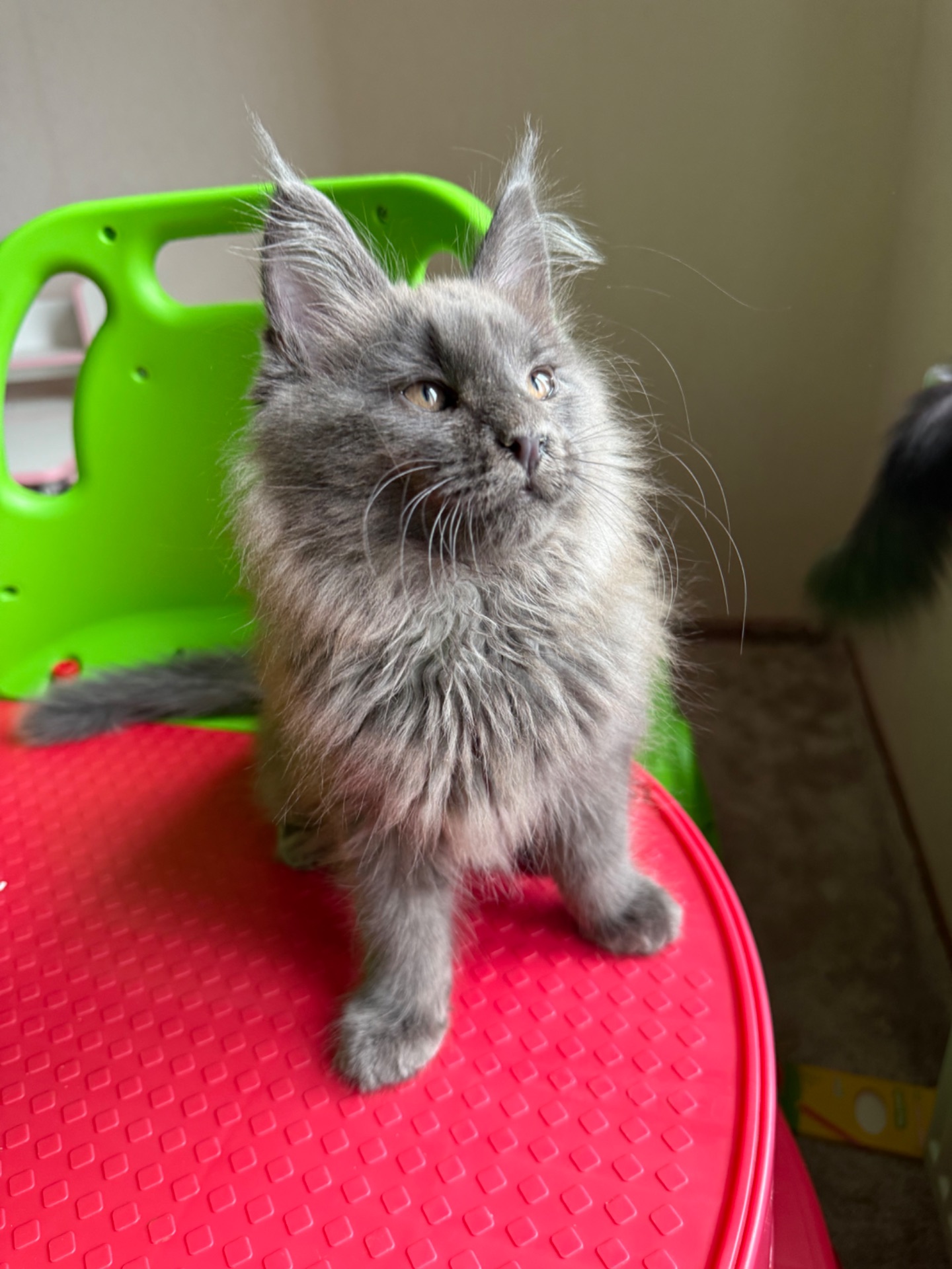 Хлопчик мейн-кун голубий дим