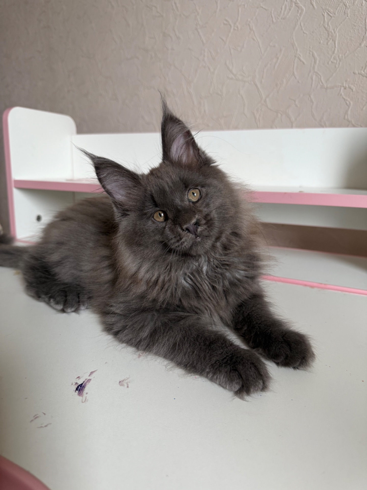 Хлопчик мейн-кун голубий дим