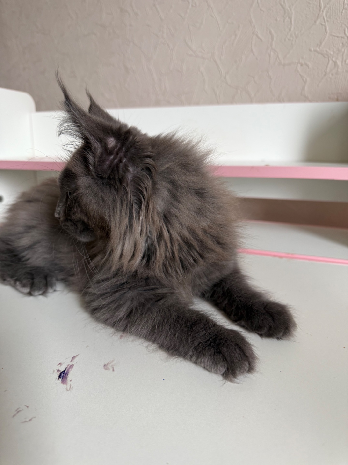 Хлопчик мейн-кун голубий дим