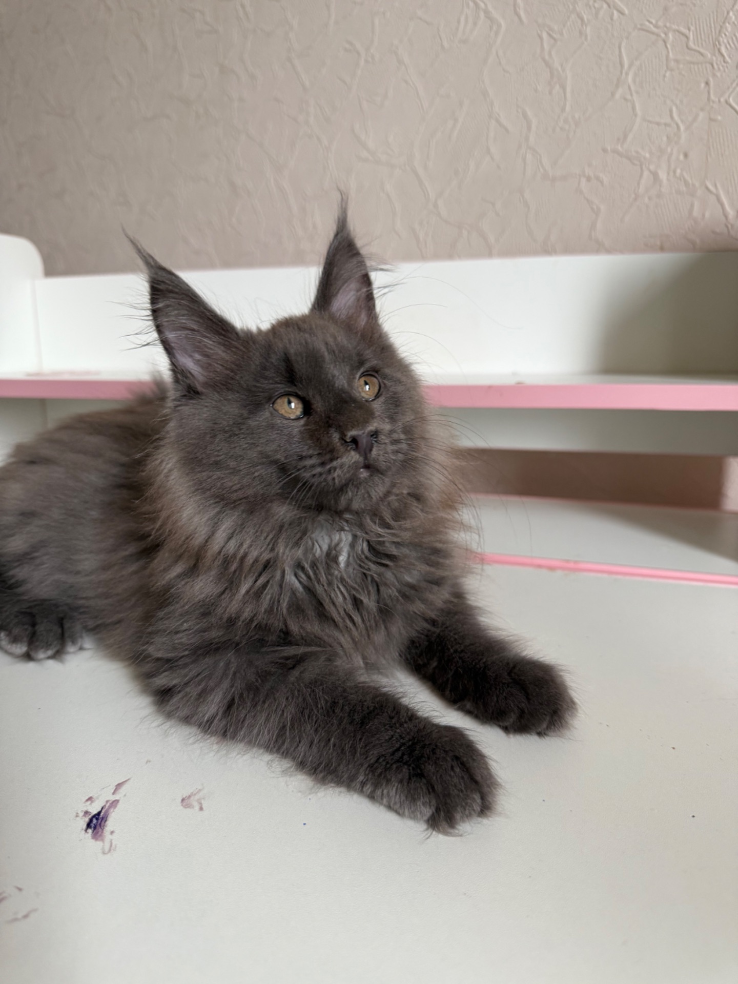 Хлопчик мейн-кун голубий дим