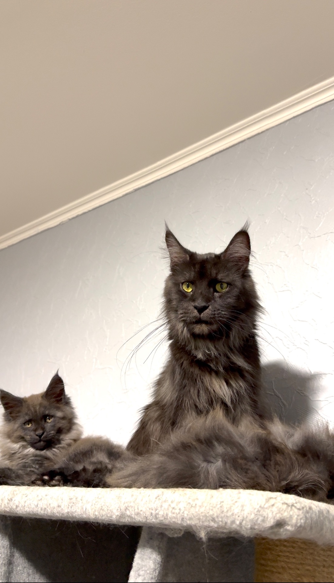 Хлопчик мейн-кун голубий дим