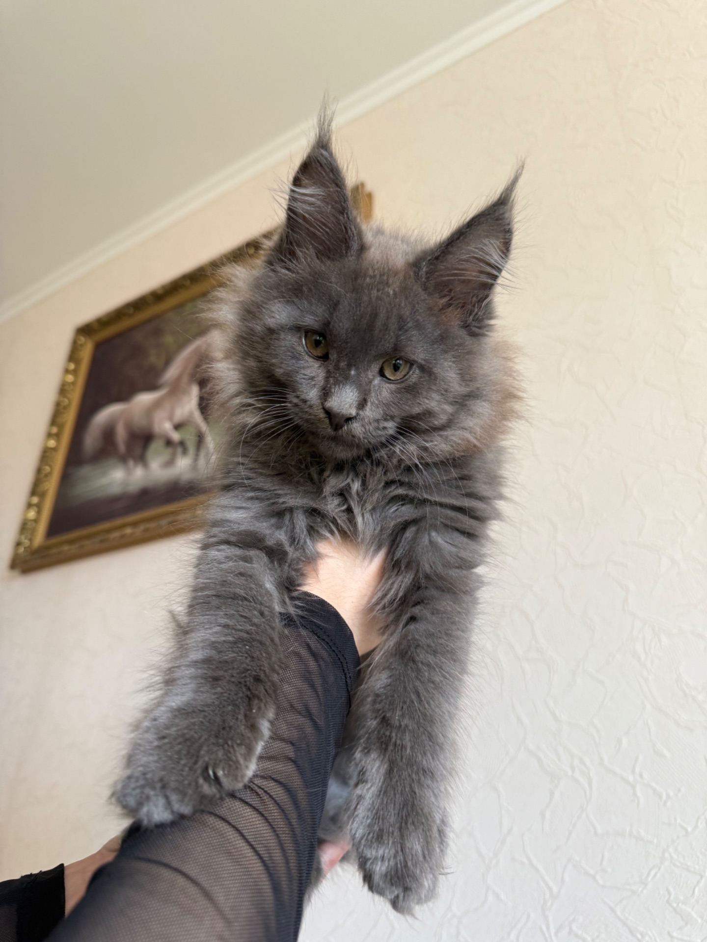 Котик мейн-кун в рідкісному окрасі