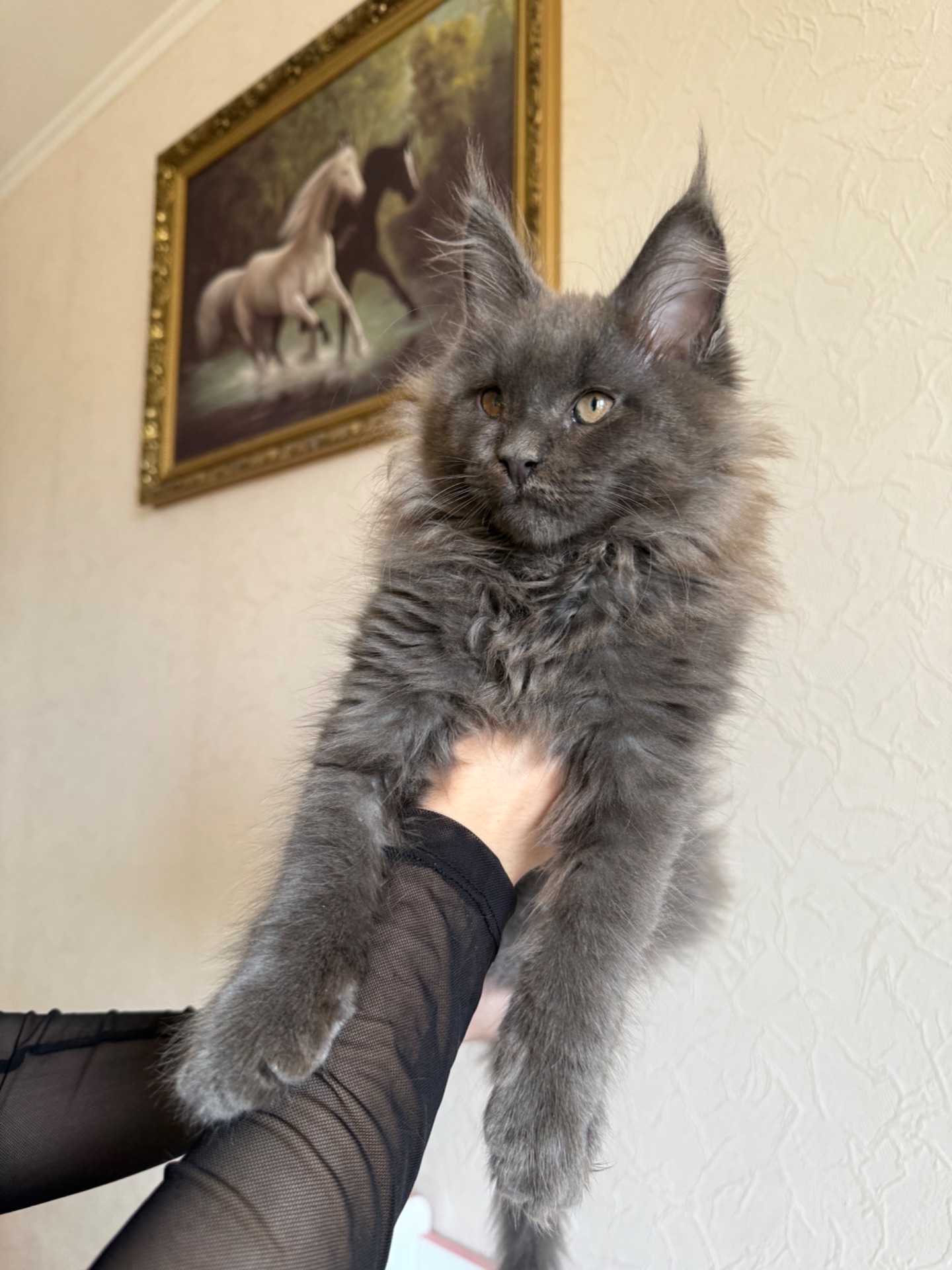 Котик мейн-кун в рідкісному окрасі