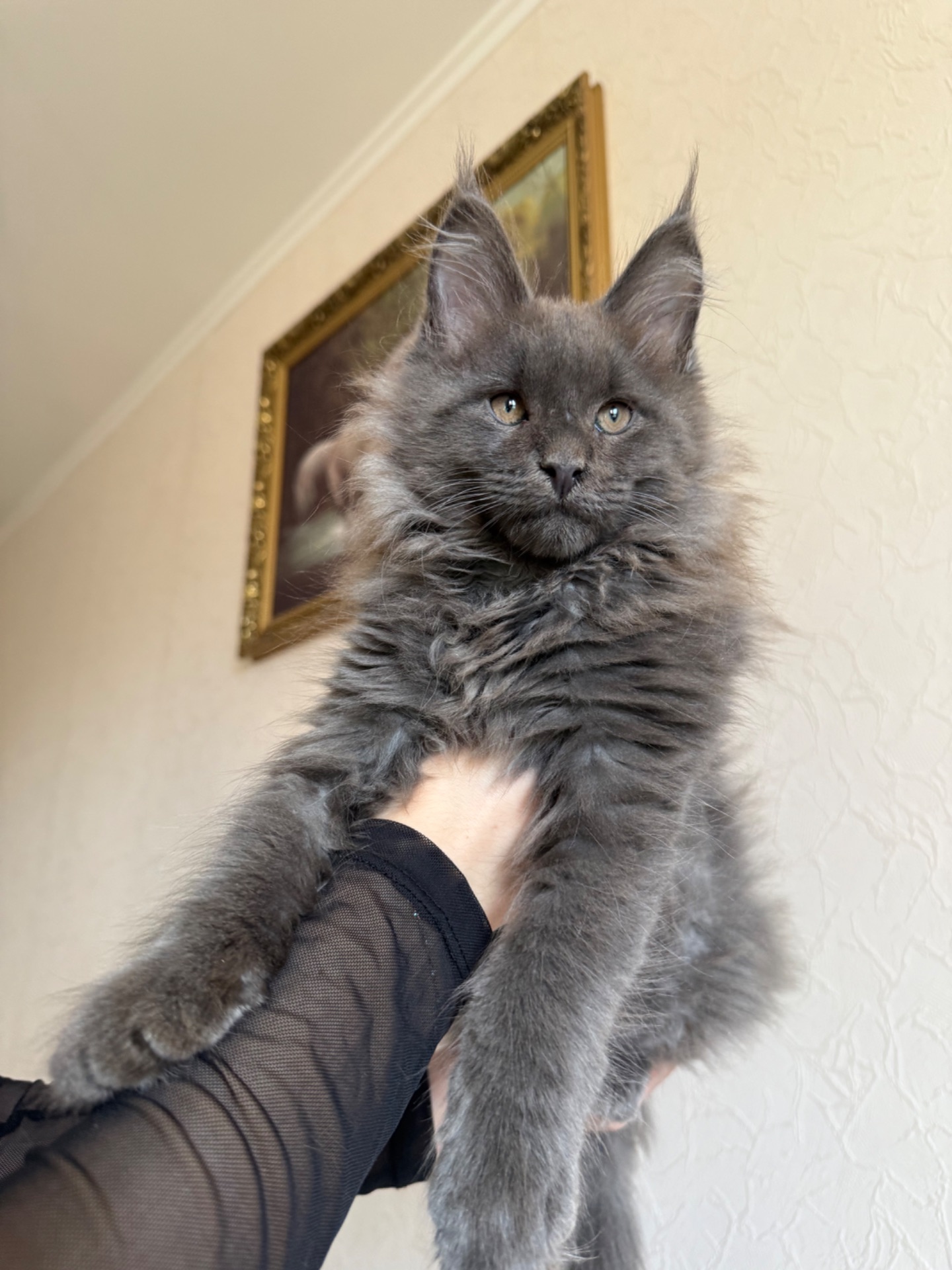 Котик мейн-кун в рідкісному окрасі