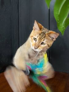 Котик породи Тойгер- Ніс