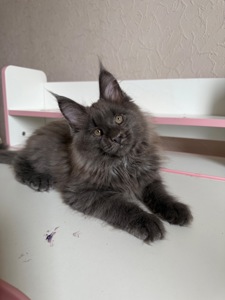 Хлопчик мейн-кун голубий дим