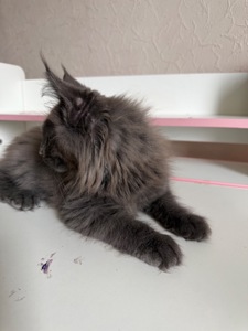 Хлопчик мейн-кун голубий дим