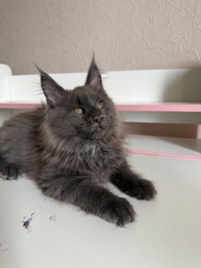 Хлопчик мейн-кун голубий дим